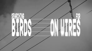 電線の鳥を、10年ぶりに聴き直した会社がある / ABRADEE「SEARCHING FOR BIRDS ON WIRES」 メインシーン