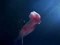 洗濯機の中に、海は棲んでいた / ARISTON「UNDERWATER WORLD」 シーン 2