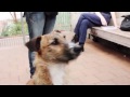 犬が運転できるなら、セカンドクラスなんて存在しない / SPCA「DRIVING DOGS」 シーン 2