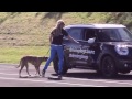 犬が運転できるなら、セカンドクラスなんて存在しない / SPCA「DRIVING DOGS」 シーン 3
