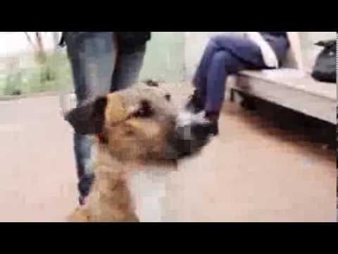 犬が運転できるなら、セカンドクラスなんて存在しない / SPCA「DRIVING DOGS」 メインシーン