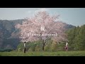 80日間、カメラは1本の桜を見つめ続けた / クラシエ「いち髪」CM「日本の四季」篇 シーン 3