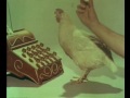 卵で証明する、というフランス的誠実さ / LUSTUCRU「LA PREUVE PAR L'OEUF」 シーン 4