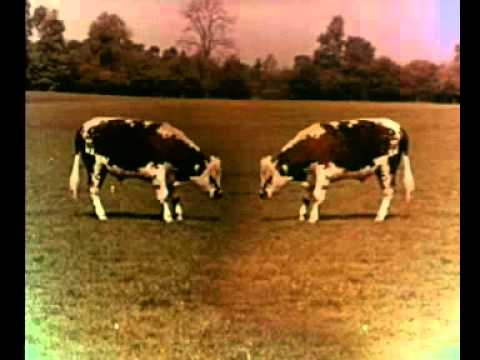 牛が踊る、オペラが響く。これは1957年の広告 / MAGGI「OPÉRA BŒUF」 メインシーン