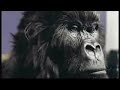 90秒間、チョコレートが一切映らない / CADBURY「GORILLA」 シーン 3