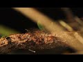 歴史上初めて、虫が立ち上がった日 / WWF「THE ANT RALLY」 シーン 2