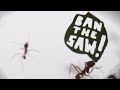 歴史上初めて、虫が立ち上がった日 / WWF「THE ANT RALLY」 シーン 3