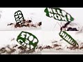 歴史上初めて、虫が立ち上がった日 / WWF「THE ANT RALLY」 シーン 4