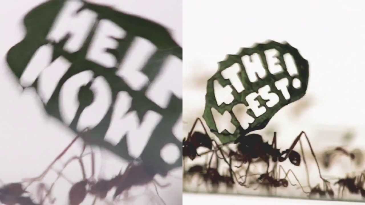 歴史上初めて、虫が立ち上がった日 / WWF「THE ANT RALLY」 メインシーン