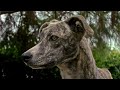 犬が地震を予測する / PetPace「ANIMAL ALERTS」 シーン 2