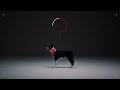 犬が地震を予測する / PetPace「ANIMAL ALERTS」 シーン 4