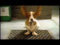 耳が、上がった。 / HUSH PUPPIES「VENTILATED」 シーン 3