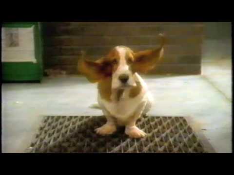耳が、上がった。 / HUSH PUPPIES「VENTILATED」 メインシーン