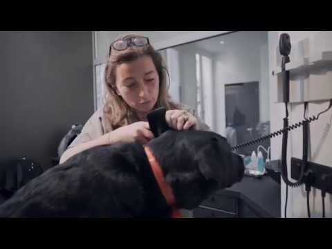 犬のオシッコが、街角の健康診断になった / PURINA「STREET-VET」 メインシーン