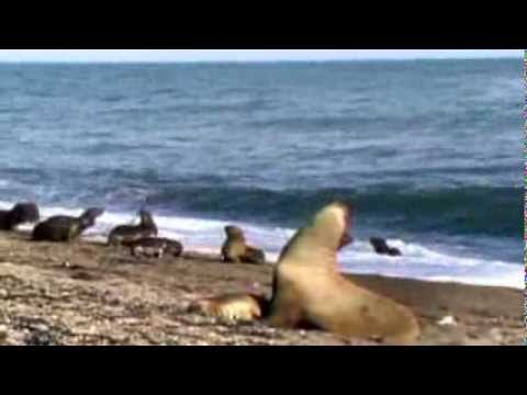 赤ちゃんアザラシの死、からの一言どんでん返し / Tango「SEAL」 メインシーン
